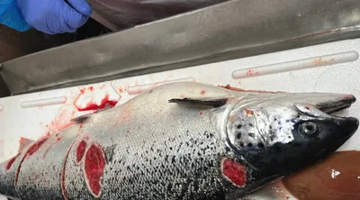 Tester soppløsning mot vintersår