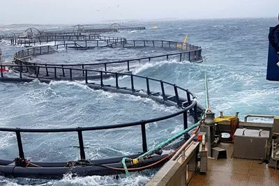 Fusjon på Island, farlig yrke og høye priser