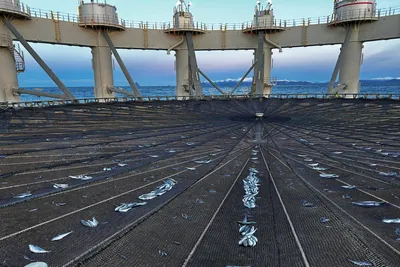 Fiskeridirektoratet med flere pålegg til Salmar Ocean etter fiskerømming