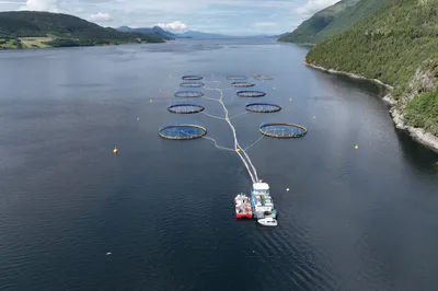 Rammet av uværet Floris: 100.000 fisk døde