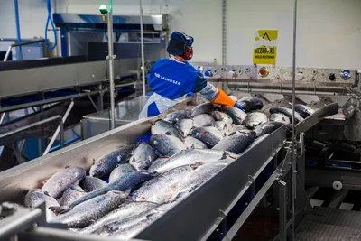 Slakterinedleggelse, Kystbrøl, landsmøte og bedre vær for fiskerne