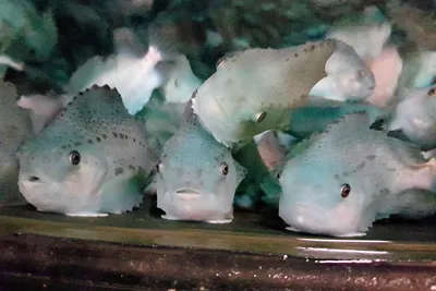 Mattilsynet er klar over, og meiner sjølv, at dei ikkje har gjort nok for å betre velferda for reinsefisken