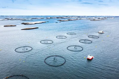 Biomar kjøper opp hele Letsea
