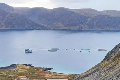 Laks på rømmen hos Grieg Seafood: – Det er vårt ansvar som oppdrettere å unngå rømming