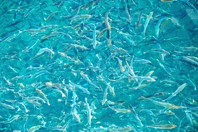 Landbasert anlegg ga fisken lusemiddel
