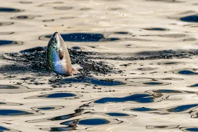Chilensk fisk får 351 tonn – I Norge gis det 0,7 tonn