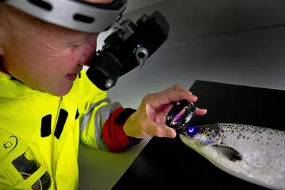 Fish Vet Group slår seg sammen og skifter navn