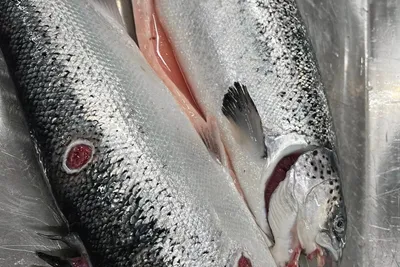 Mowi vil ikke oppgi tall på fiskekvalitet lenger: – Konkurransesensitivt