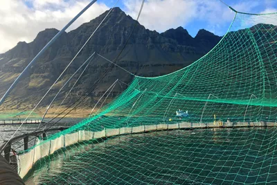 ILA bekreftet på to Ice Fish Farm-lokaliteter