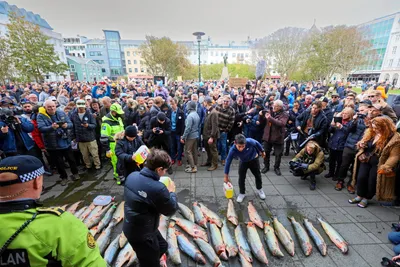 Protester på Island setter norske lakseaktører i søkelyset