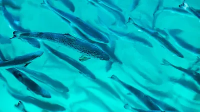 Ny forskning rundt beste tidspunkt å sette ut smolt
