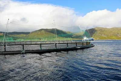 Øyelege solgte 1,1 millioner Grieg Seafood-aksjer
