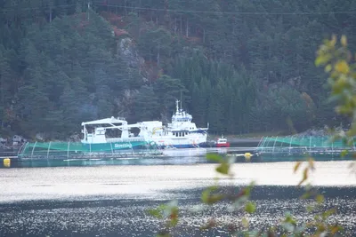 Fikk mer for fisken – men høyere kostnader trakk ned resultatene