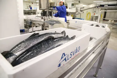 Lakseprisen: – Opp noen kroner