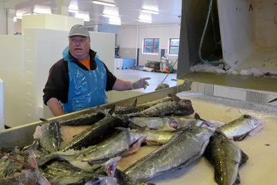 Høye strømpriser rammer små fiskebedrifter hardt: – Bare et spørsmål om tid hvor lenge jeg orker å fortsette