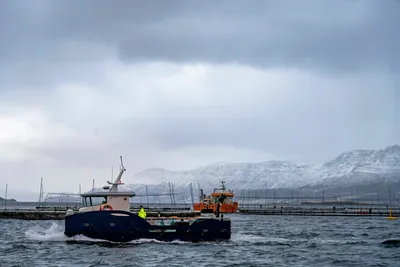 Torskeoppdretter taper fortsatt penger på driften
