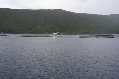 ILA-mistanke hos Salmar