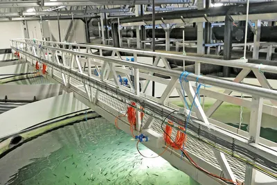 Niva-forsker: – Hydrogensulfid i RAS-anlegg kan forhindres
