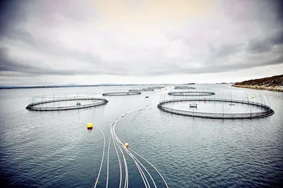 Måsøvals Sveits-flytting: – Vi ønsker selvfølgelig de som har flyttet ut velkommen tilbake, sier ordfører