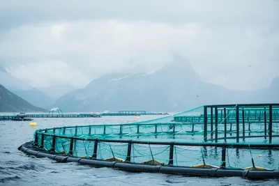 Mattilsynet peker på mangler hos Cermaq: – Gjentakende hendelser knyttet til fiskehelse og -velferd