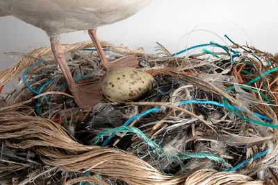 Spiller plast i havet en rolle for spredning av antibiotikaresistens?