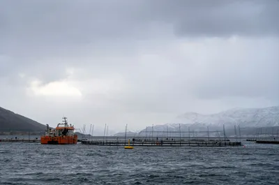 27.500 torsk rømte fra dette anlegget – 5100 er tatt i gjenfangst