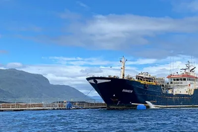 Næringa nedtoner algefaren i Chile