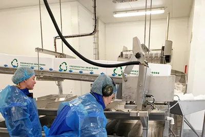 Produserer laks på land: – Ferskvann påvirket smaken negativt