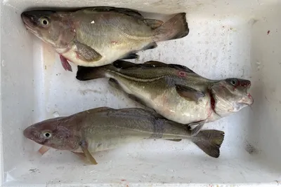 Fiskere oppdaget mystisk torsk – nå krangler oppdretteren på gebyrvarsel