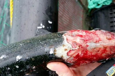 Over 160 millioner nye luselarver i timen i nord: – Det er ekstremt