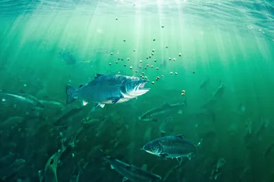 Cargill er eneste fôrprodusent som fortsatt eksporterer fiskefôr til Russland