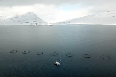Første mistanke om sykdomsfremkallende ILA i oppdrettslaks på Island