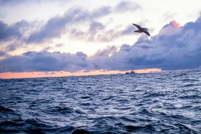 «Alle» vil ha en bit av havet – Partiene svarer på hvem som kommer først i køen