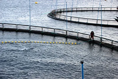 Fiskeridirektoratet ber om tips om mulig rømt oppdrettslaks i Hardanger