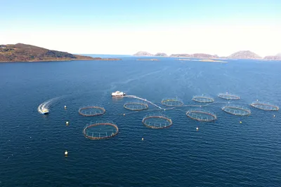 Kraftig omsetningsvekst for Svanøy Havbruk, som traff godt på pris