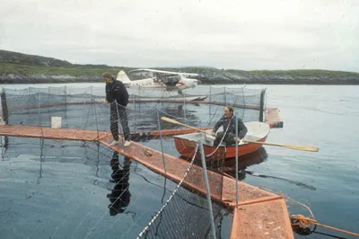 Ragnar Sjåvik (80) realiserte oppdrettsdrømmen i Herøy på 1970-tallet: – Ganske fantastisk følelse