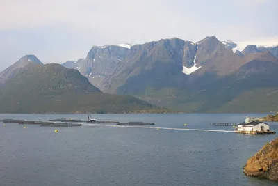Fortsatt tyst fra Cermaq og Grieg