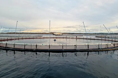 Hvor mange torskelokaliteter er i drift? Under halvparten av dem som kan regnes som aktive
