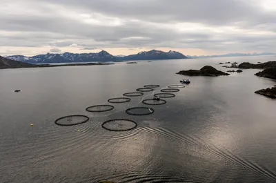 Dødfisktrenden i 2024 har snudd: – Vi gjorde nokre tiltak i 2023 som fyrst fekk verknad i 2024