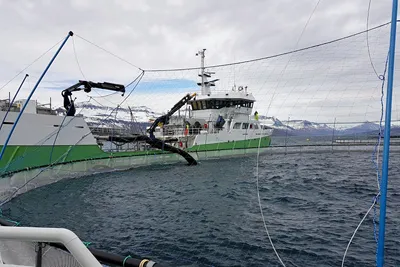 Ice Fish Farm utsetter kvartalsrapporten sin nesten en måned