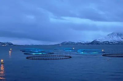 Nye verdidrivere for fremtiden: Om verdivurdering av norske oppdrettsselskap