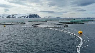 Ansatte i Grieg og Cermaq i Finnmark har fått munnkurv