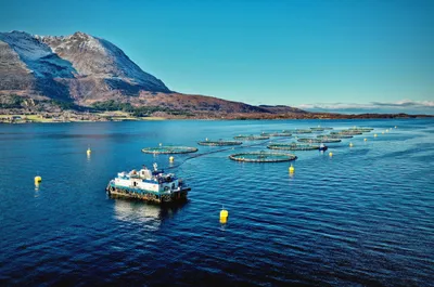 Salaks slo Lerøy og Salmar i kamp om undervisningstillatelse