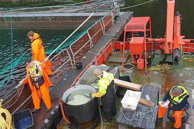 BT: Fisk på rømmen i Vadheimsfjorden