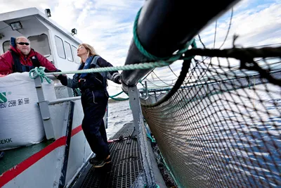 Frøya.no: Gåsø inn i Erviks