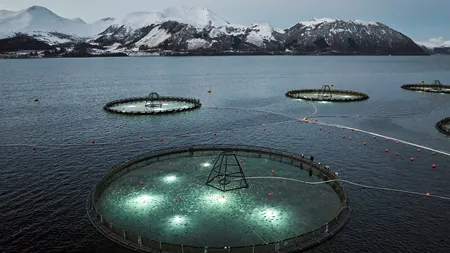 Torskeoppdretter fortsetter å tape penger