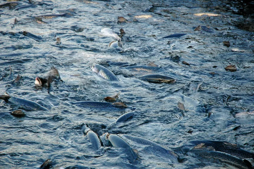 Sandnes Fiskeoppdrett med nær halvert omsetning