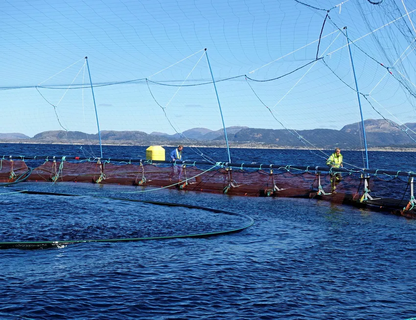 Eide fjordbruk får gebyr på 237.240 kroner etter det Mattilsynet meiner er grovt og aktlaus brot på dyrevelferdslova