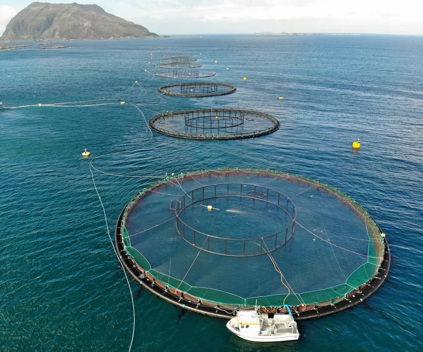 Fiskehelsekspertene om fjoråret: – En lusesesong ut av en annen verden