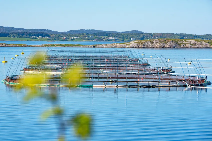 Akkurat her er sysselsettingen fra sjømatnæringen enorm